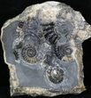 Marston Magna Ammonite Cluster #30758-1